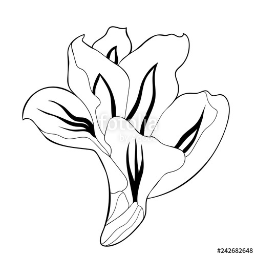 500x500 The Is Gladiolus Flower Natural Illustration Stock Photo