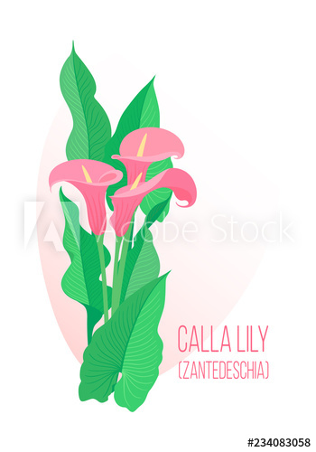 350x500 color graphic drawing of bouquet of festive, glamour southern pink