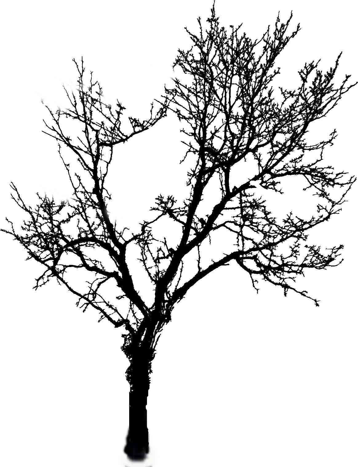 Gnarled Tree Drawing