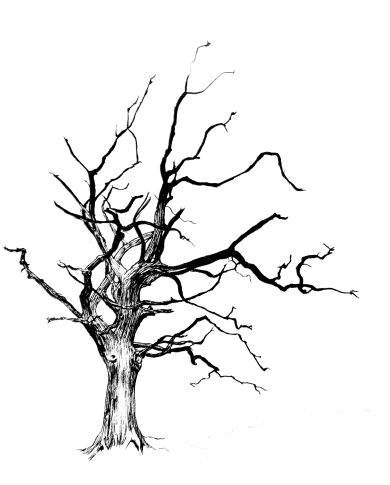390x485 Pen And Ink Drawings Of Trees