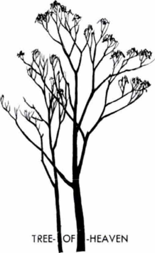 508x827 Tree Silhouettes