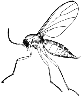 271x320 fungus gnat clipart etc