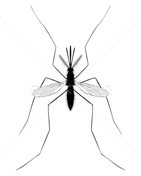 480x600 gnat stock vectors, illustrations and cliparts stockfresh