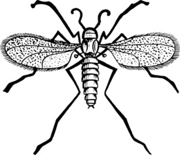 260x240 gnat transparent png images cliparts