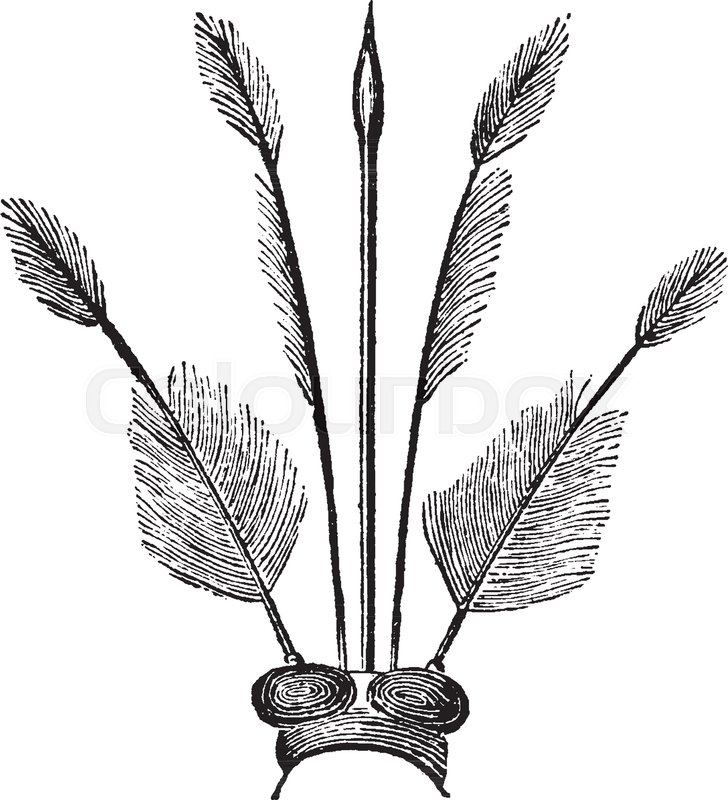 728x800 magnified head of gnat with its two eyes, vintage line drawing
