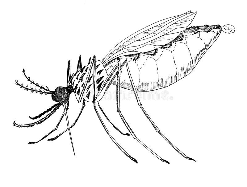800x607 Mosquito Drawing Free Download