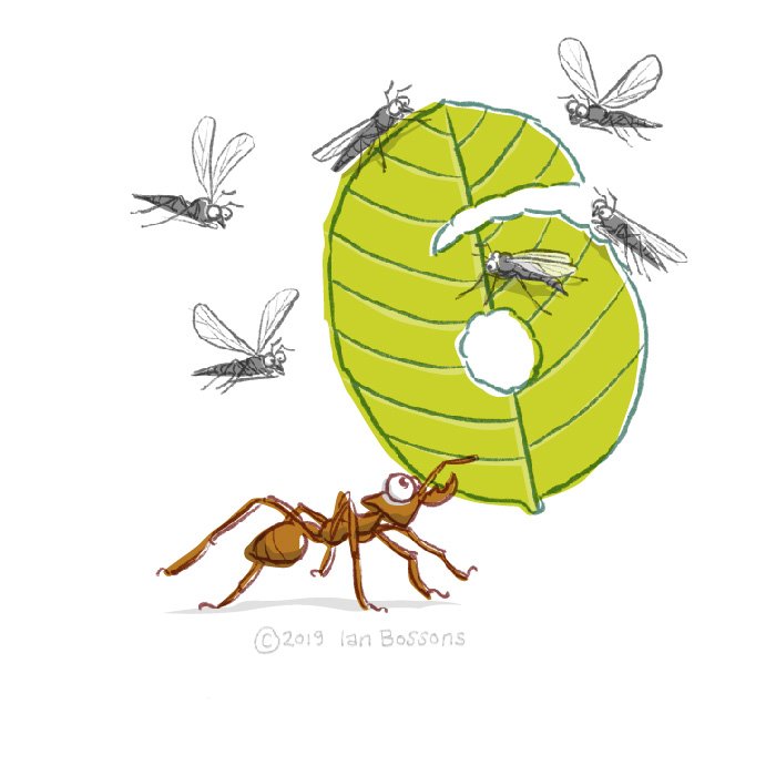 700x700 gnats hashtag on twitter