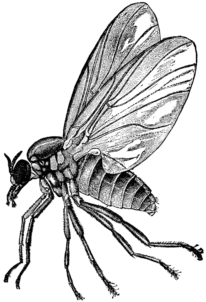 699x1024 buffalo gnat clipart etc