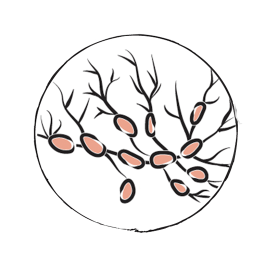 530x530 The Autoimmune Protocol