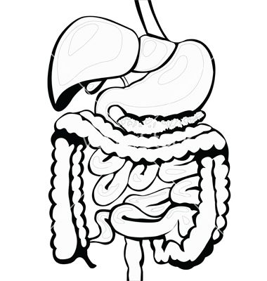 380x400 Drawings Of Digestive System