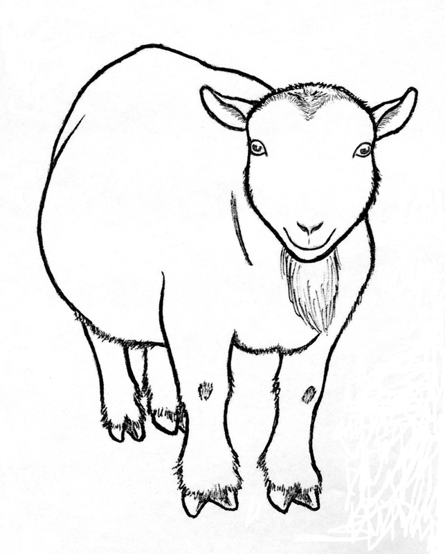 643x800 Goat Drawings