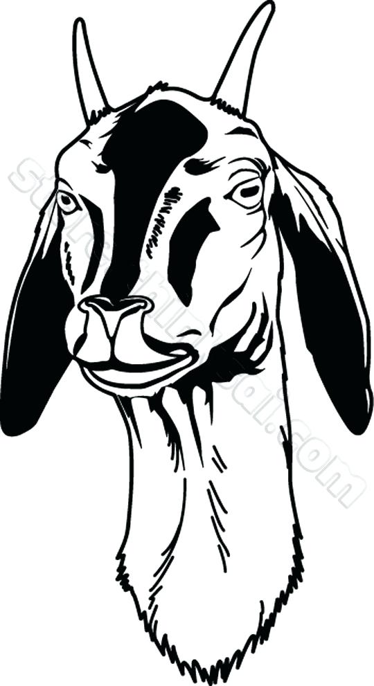 540x991 Goat Face Drawing Goat Face Drawing Images