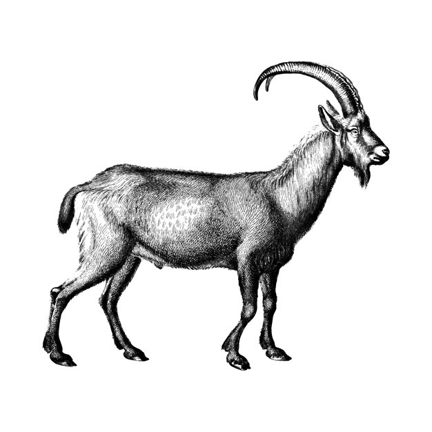 626x626 Goat Vectors, Photos And Free Download