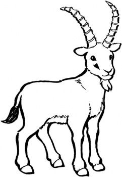 242x350 Goat Clipart Sketch