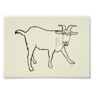 307x307 Goat Drawing Posters Photo Prints Zazzle Au