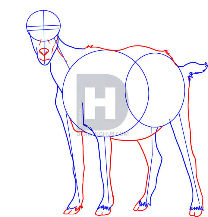690x720 How To Draw A Goat, Step