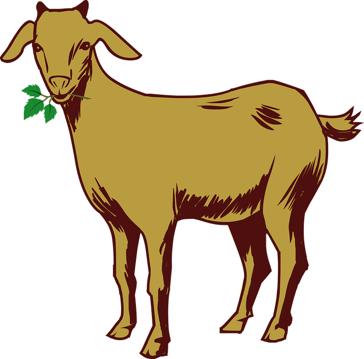 Easy Cute Baby Goat Drawing Goat Clipart Clip Library - Bocara Ton