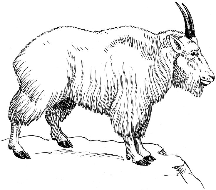 735x646 Goat Face Drawing