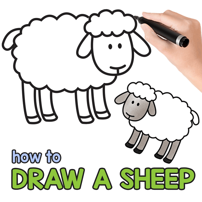 700x700 How To Draw A Sheep
