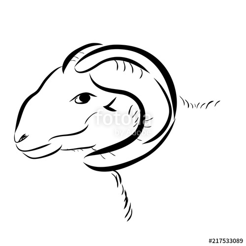 500x500 Simple Sketch Of Goat Head, Isolated On White Stock Photo