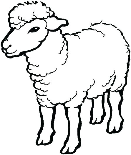 445x525 Free Sheep Pictures For Kids Download Free Clip Art Free Clip Art