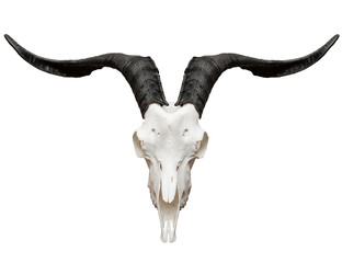 312x240 Goat Skull Photos, Royalty Free Images, Graphics, Vectors Videos
