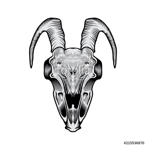 500x500 Goat Skull Head Illustration Stock Image And Royalty Free Vector