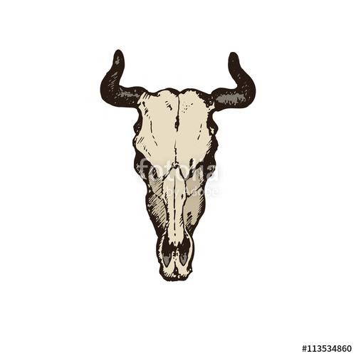 500x500 Hand Drawn Goat Skull Vector Illustration On White Background