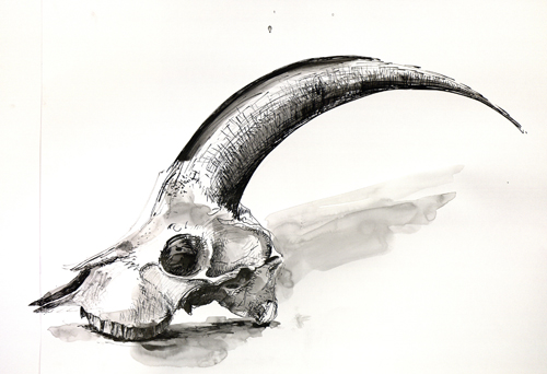 500x342 Maria Hayes Goat Skull