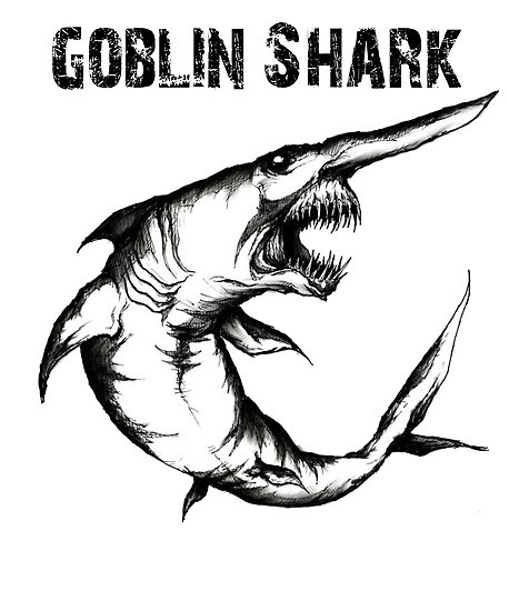 458x550 Goblin Shark
