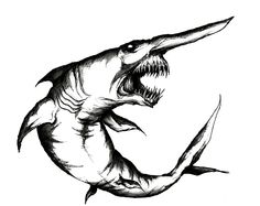 Goblin Shark Drawing