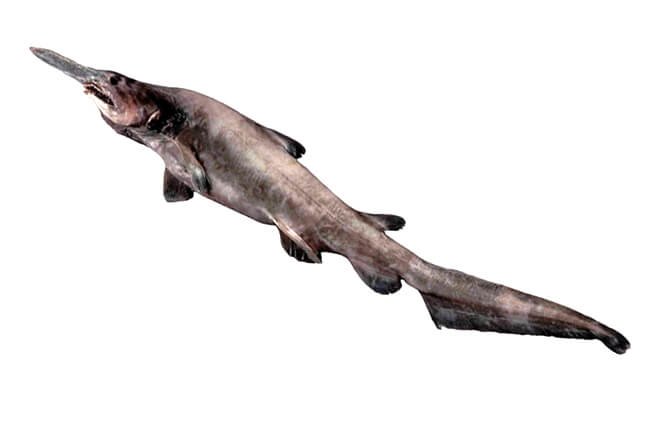 650x425 Goblin Shark