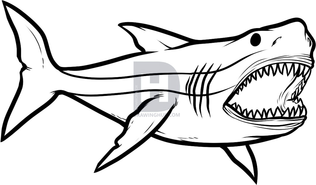 1080x633 Megalodon Drawing Free Download