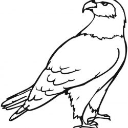 250x250 Eagle Coloring