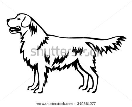 450x364 Golden Retriever Dog Standing In Side View