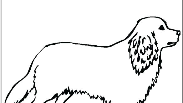 585x329 Golden Retriever Coloring Pages