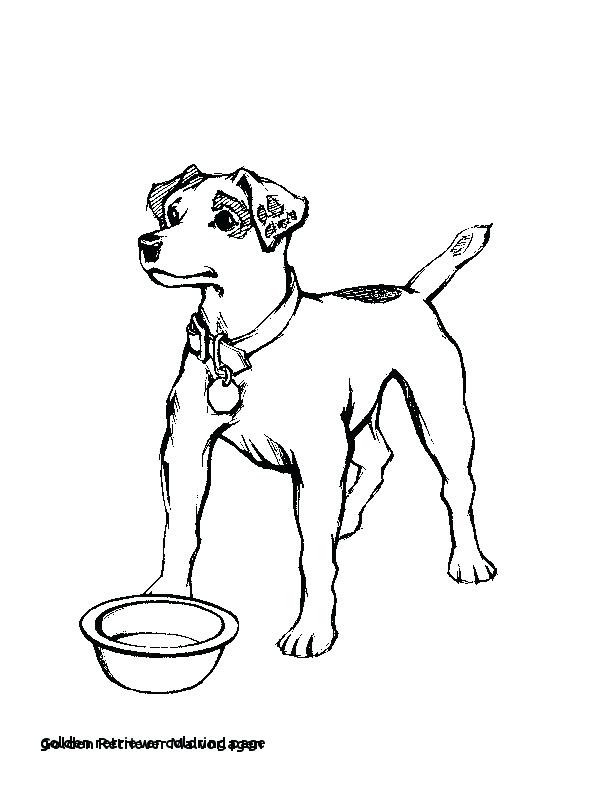612x792 Coloring Pages Golden Retriever Baby Sheets