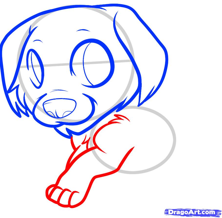 910x895 draw a golden retriever puppy, golden retriever, step