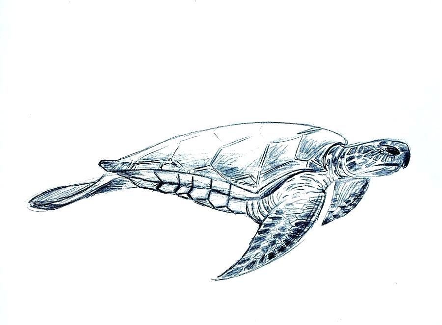 Turtle draw