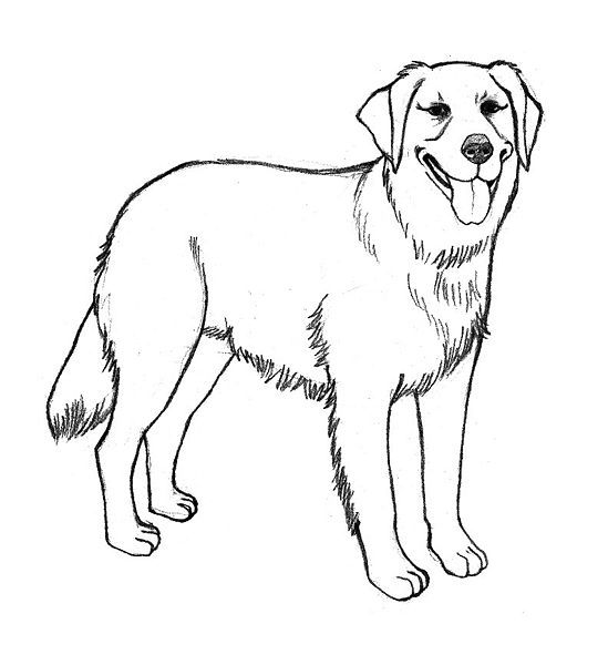 549x600 Golden Retriever Coloring Pages Labrador Puppies Colouring
