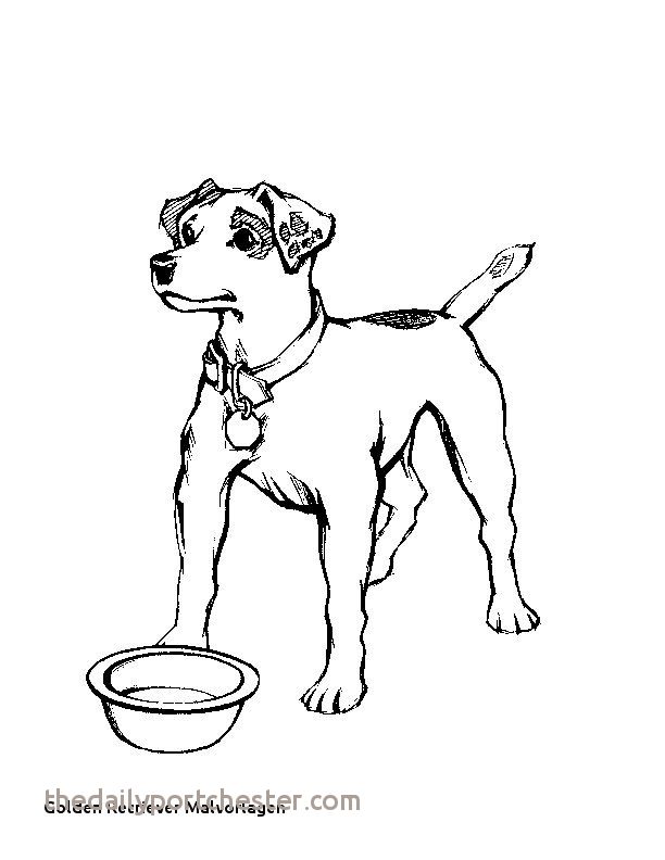 612x792 Golden Retriever Coloring