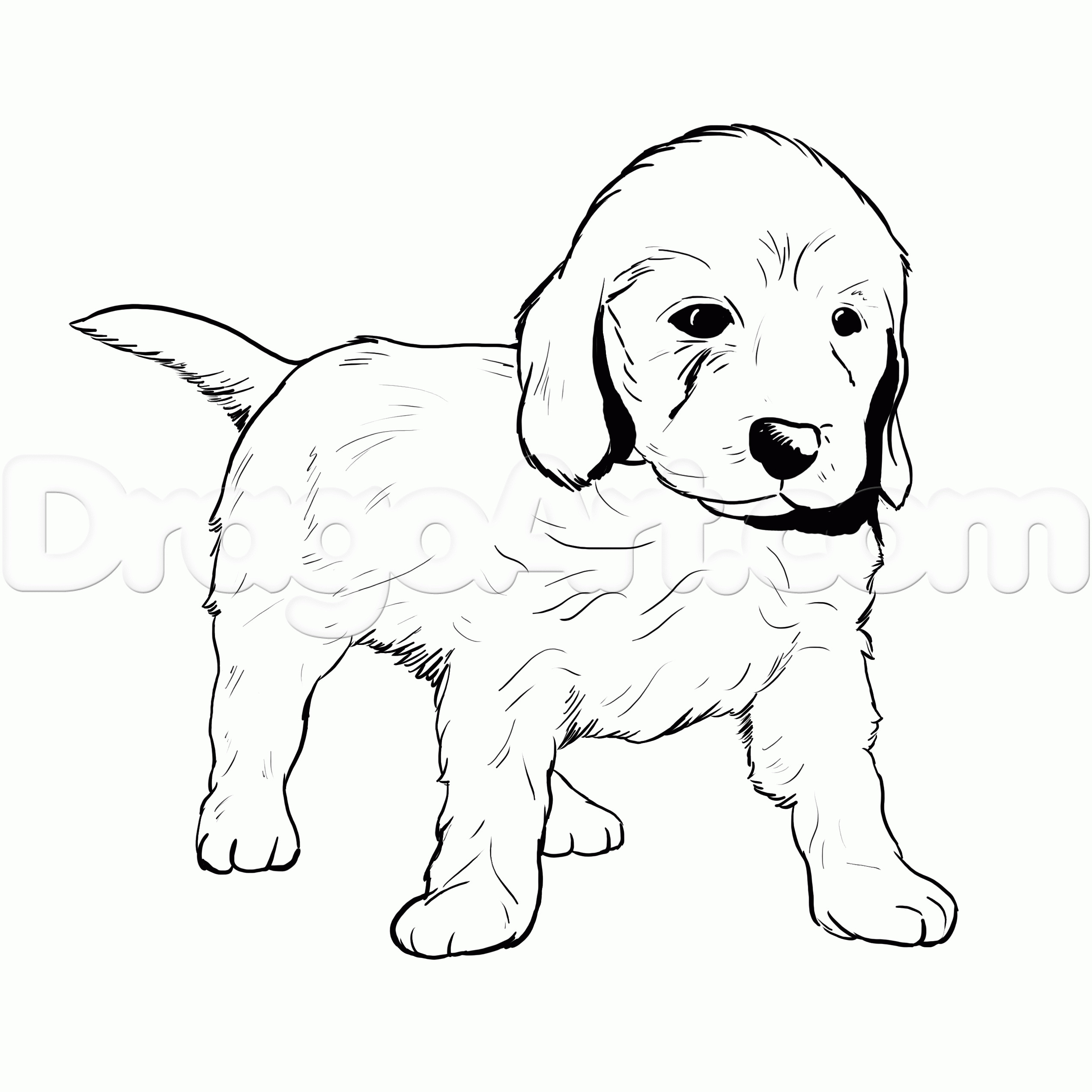 Goldendoodle Drawing