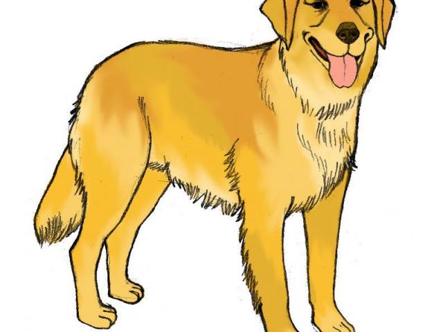 640x480 Drawn Golden Retriever Free Clip Art Stock Illustrations