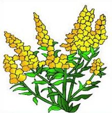 220x223 Goldenrod Cliparts
