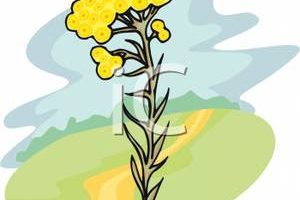 300x200 Goldenrod Flower Clipart Clipart Portal