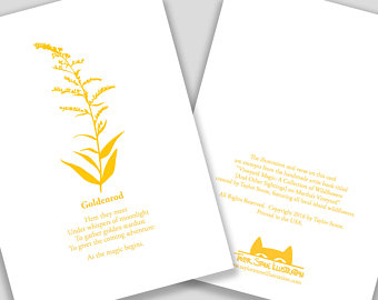 340x270 Goldenrod Flowers Etsy