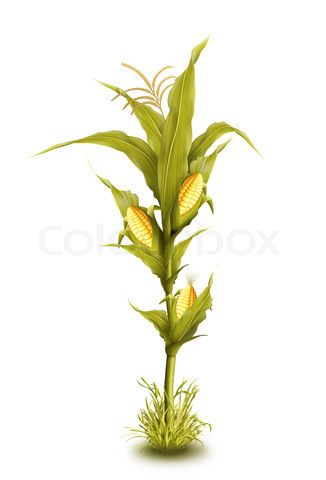 326x480 Image Of 'illustrated Corn Stalk Isolated' On Colourbox Cakes