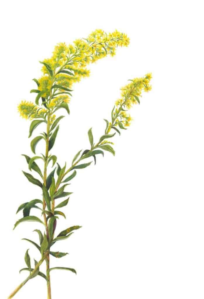 698x1024 Native Roots Arts Culture El Dorado