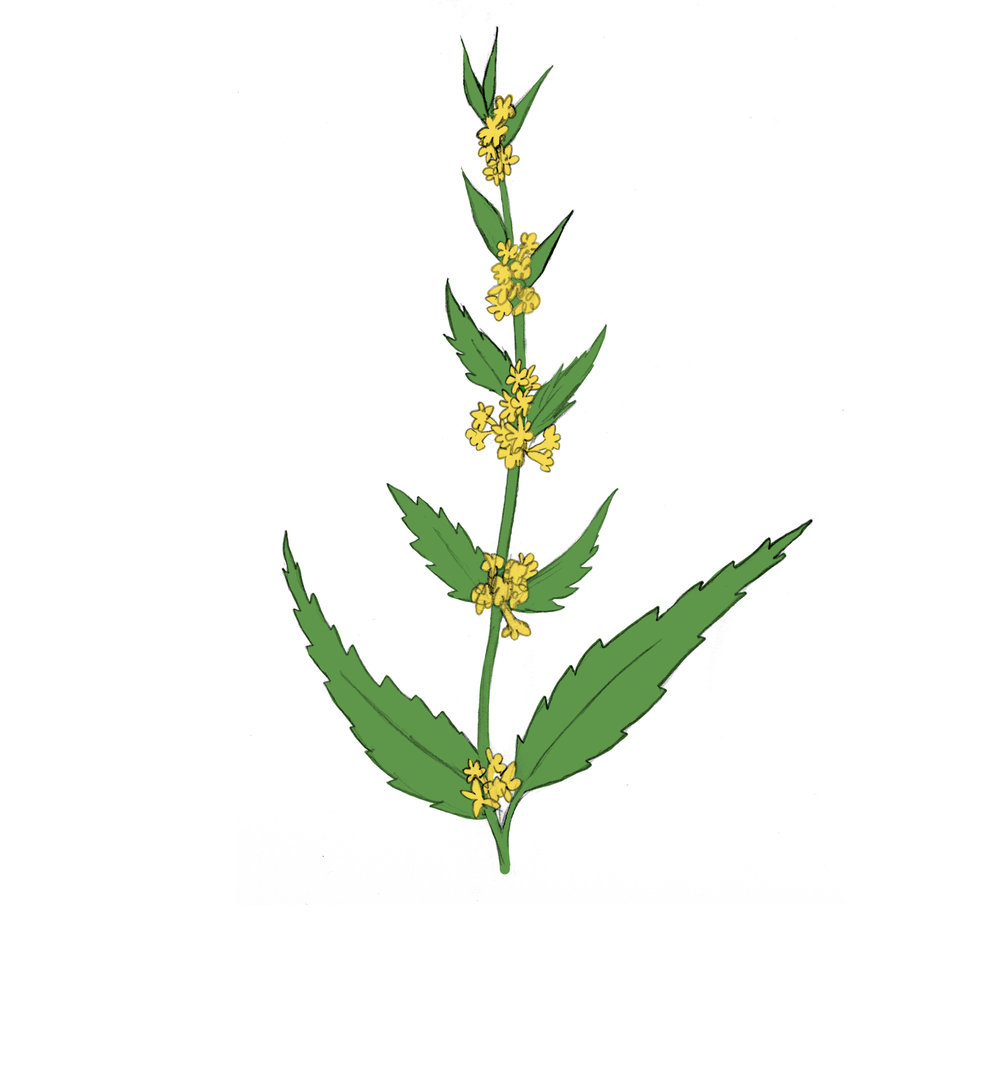 1000x1076 Our Garden Go Native!