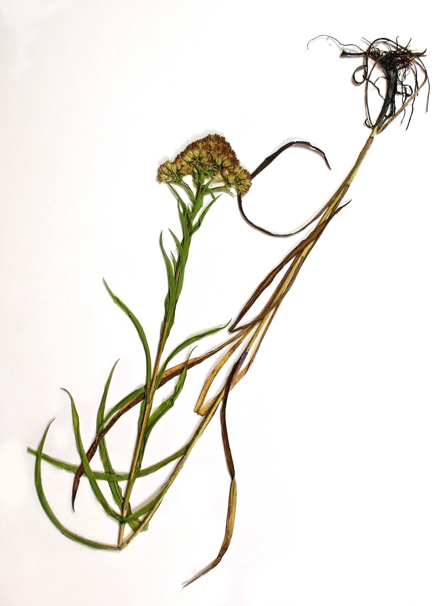 1528x2069 riddell's goldenrod